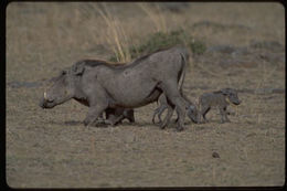 Image of Common Warthog