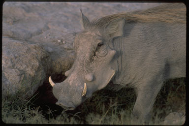 Image of Common Warthog