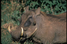 Image of Common Warthog