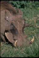 Image of Common Warthog