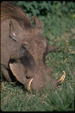 Image of Common Warthog