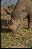 Image of Black Rhinoceros