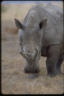 Слика од бел носорог