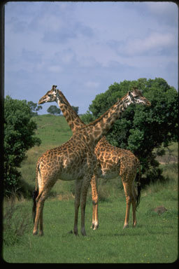 Plancia ëd <i>Giraffa camelopardalis tippelskirchi</i>