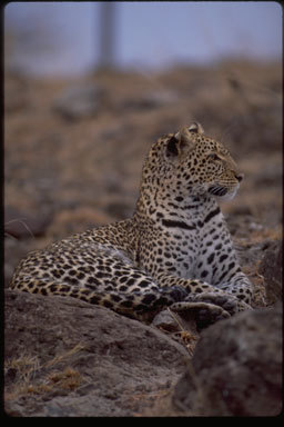 Imagem de Leopardo