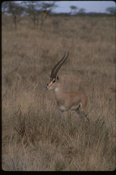 Image of Grant's Gazelle