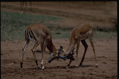 Image de Impala