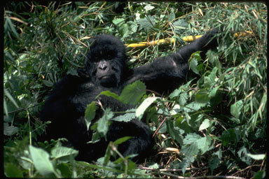 Sivun Gorilla beringei Matschie 1903 kuva