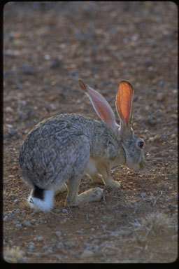 Plancia ëd Lepus capensis Linnaeus 1758