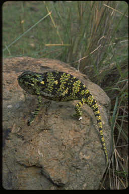 Image of Common African Flap-necked Chameleon