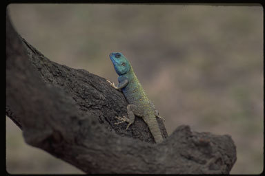 Image of Black-necked Agama