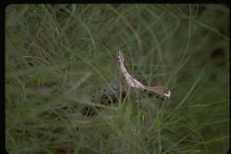 Image de Python natalensis A. Smith 1840