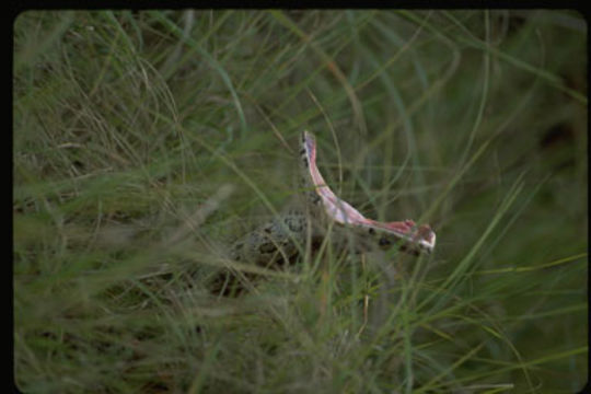 Image of Southern African Python