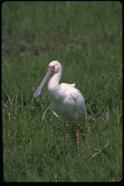 Image of African Spoonbill