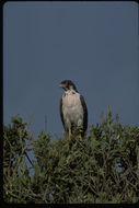 Image of Augur Buzzard