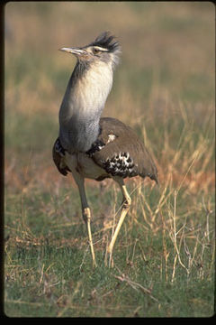 Image of Ardeotis kori struthiunculus (Neumann 1907)