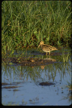 Gallinago nigripennis aequatorialis Rüppell 1845 resmi