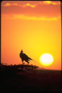 Image of Secretarybird