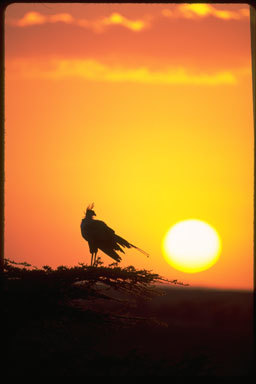 Image of Secretarybird