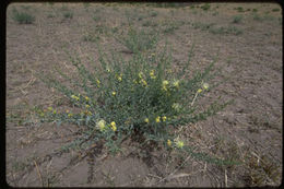 Image of Maerua subcordata (Gilg) De Wolf