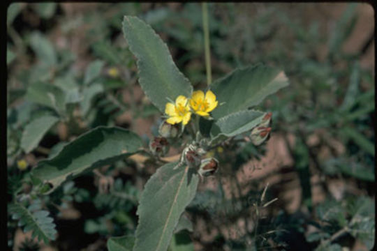 Image of Melhania ovata (Cav.) Spreng.