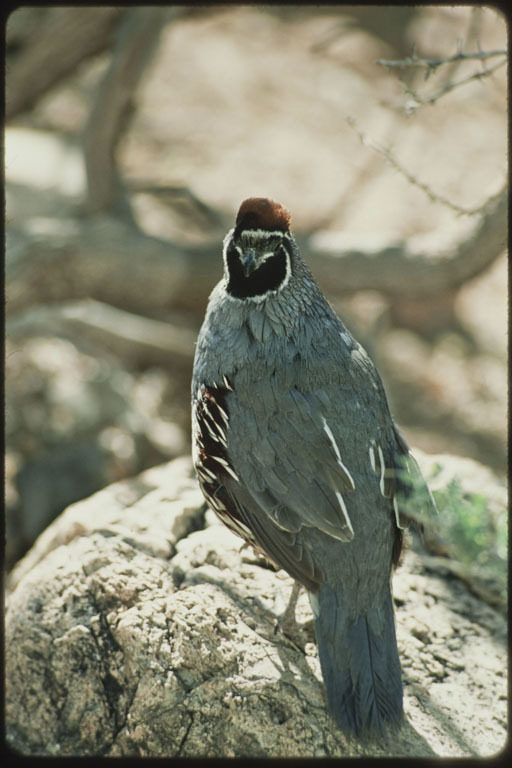 Image of Gambel's Quail