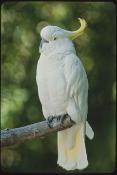 Image of Sulphur-crested Cockatoo