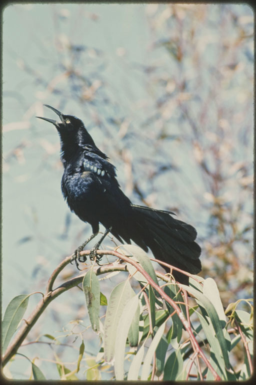 Image of Great-tailed Grackle