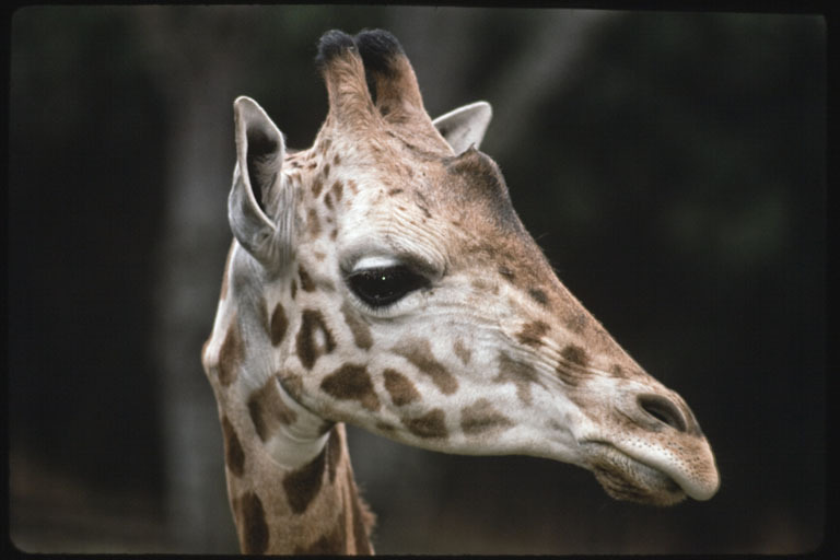 Plancia ëd <i>Giraffa camelopardalis rothschildi</i>