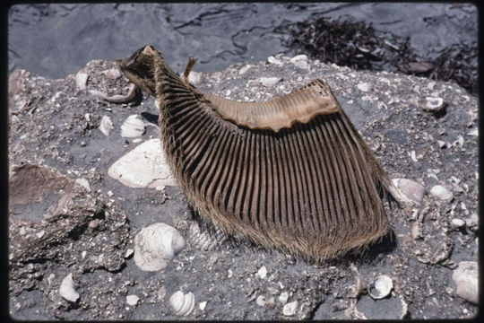 Image of Gray Whale