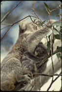 Image of Koala