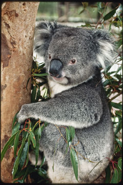 Image of Koala