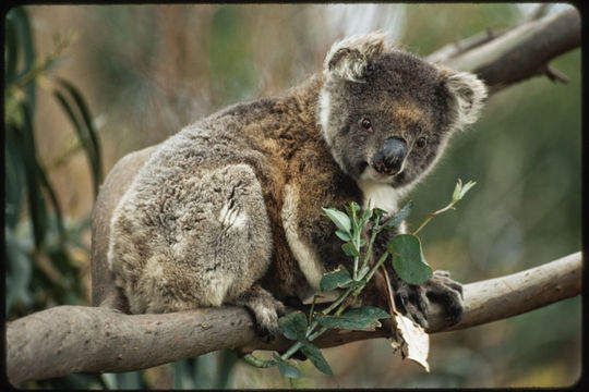 Image of Koala