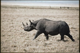 Image of Black Rhinoceros