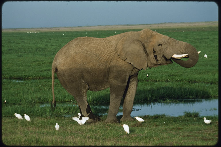 Image of African bush elephant