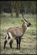 Image of Defassa Waterbuck