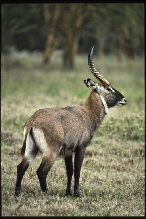 Image of Defassa Waterbuck