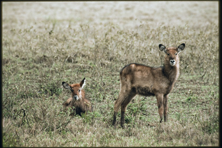 Image of Defassa Waterbuck