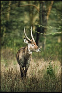 Image of Defassa Waterbuck