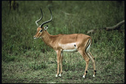 Image de Impala