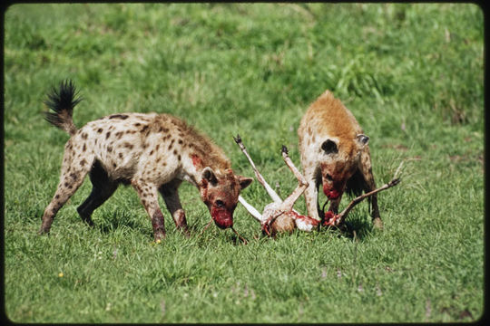 Image of Spotted Hyena