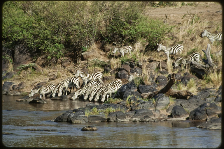 Image of Grant's zebra