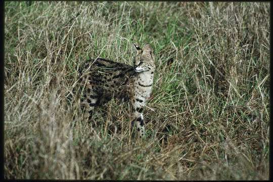 Image of Serval