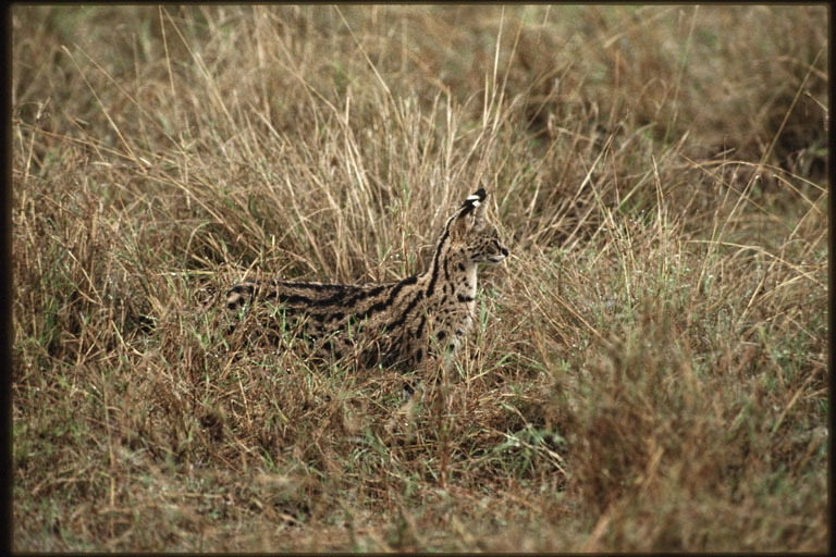 Image of Serval