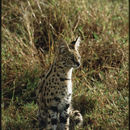 Image of Leptailurus serval (Schreber 1776)
