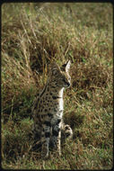 Image of Serval