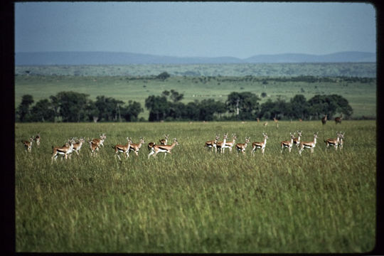 Image of Thomson's Gazelle