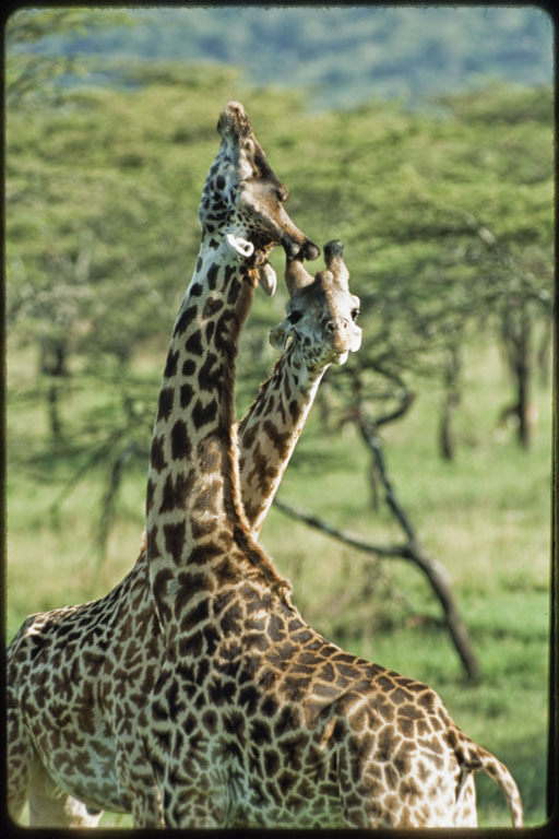 Plancia ëd <i>Giraffa camelopardalis tippelskirchi</i>