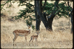 Image de Impala