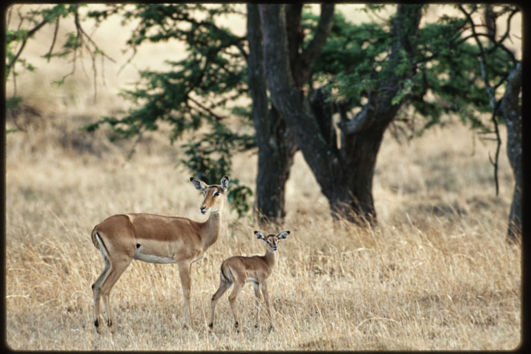 Image de Impala